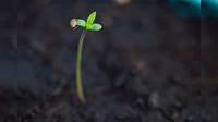 large seed.webp