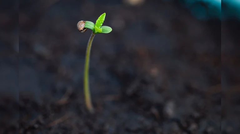 large seed.webp