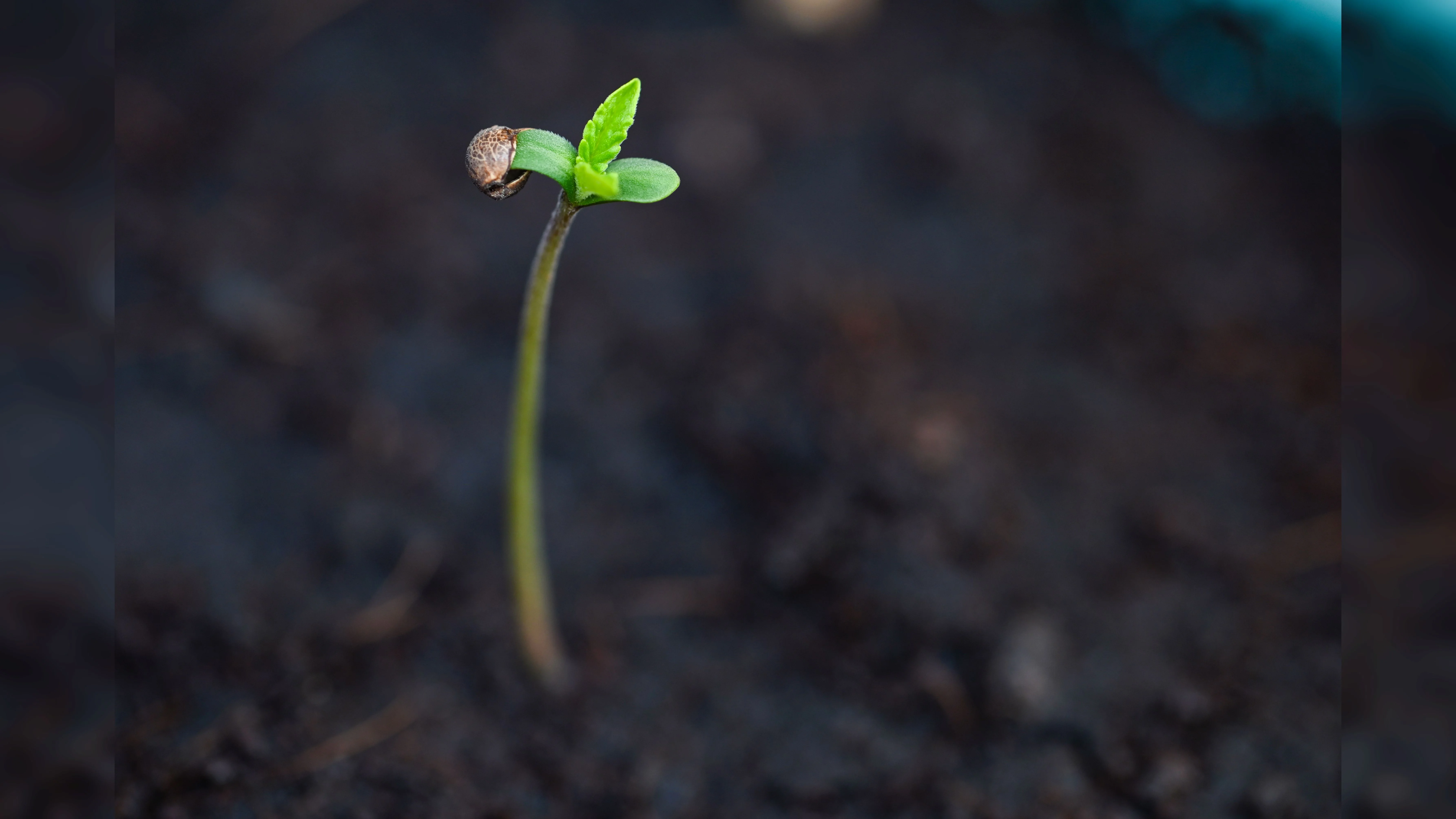large seed.webp